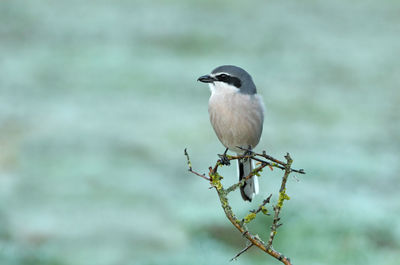 Close-up of bird perching on plant