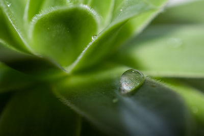 Close-up of raindrops on leaves