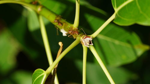 Close-up of insect on leaf