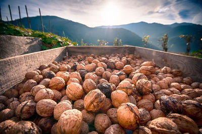 Close-up of bread on field against sky