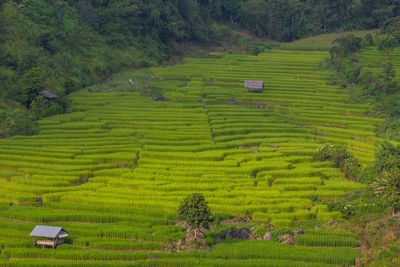 Scenic view of agricultural field