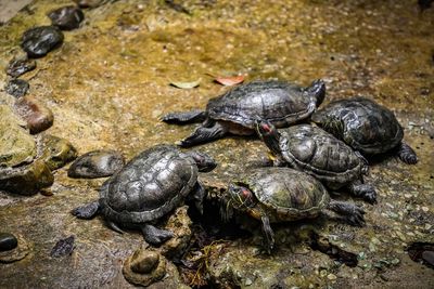 High angle view of turtle on rock