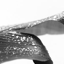 Close-up of water drop on leaf