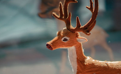 Close-up of deer