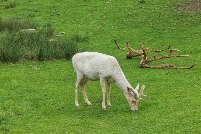 Deer standing on grassy field