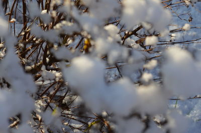 Close-up of snow covered plants. winter is coming. cold