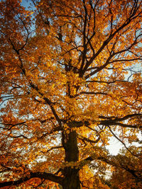 Low angle view of tree in forest during autumn