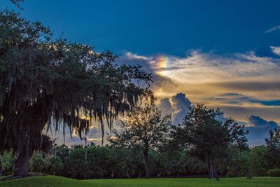 Trees on landscape against sky