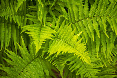 Full frame shot of fern leaves