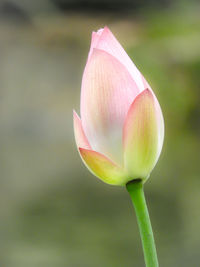 Close-up of pink lotus bud