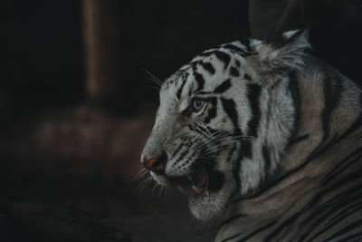 Close-up of tiger