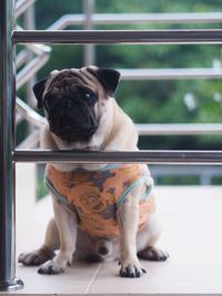 Portrait of dog looking away while sitting on railing