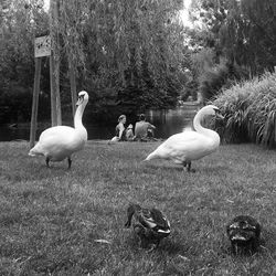 Ducks on a field