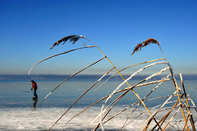 Close-up of grass at beach against sky