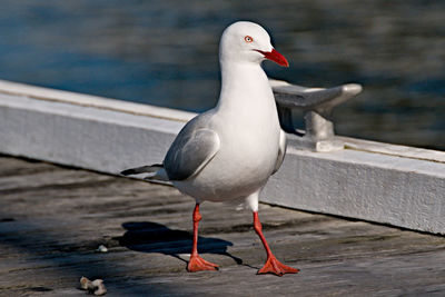 Close-up of seagull perching on railing