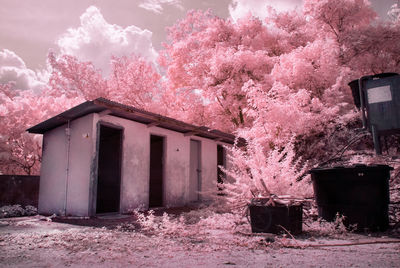 Pink flowering tree by building against sky