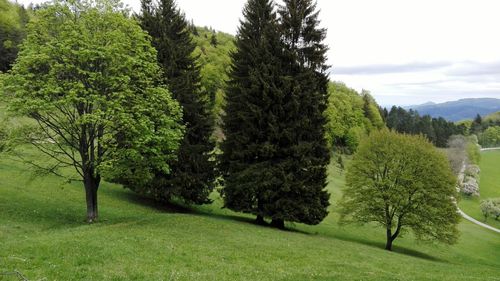 Trees on field against sky