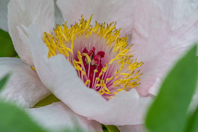 Details of a peony flower - ann arbor - michigan