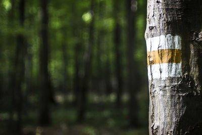 Close-up of tree trunk in forest