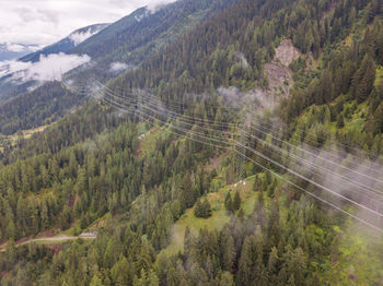 High angle view of pine trees on mountain