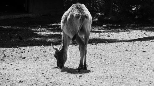 Horse standing in a field