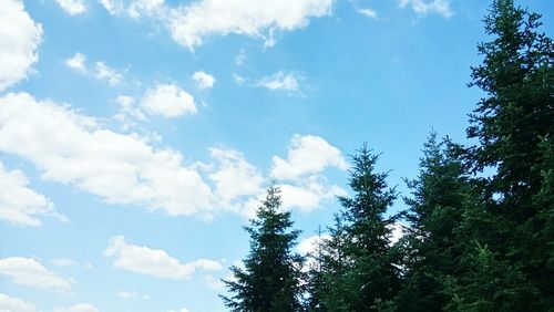 Low angle view of trees against blue sky