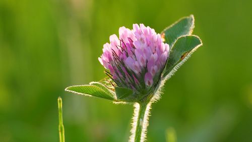 Close-up of pink flowering plant