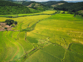 Scenic view of agricultural field