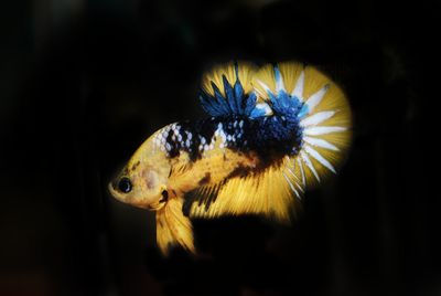 Close-up of fish swimming in sea