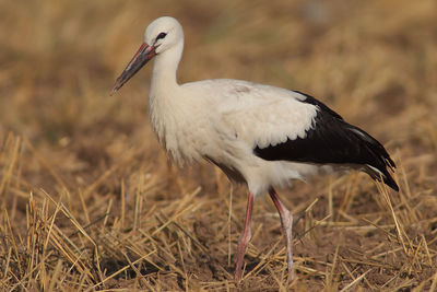 Close-up of a white stork on field
