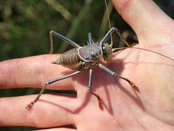 Close-up of insect on hand