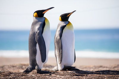 Penguins at beach