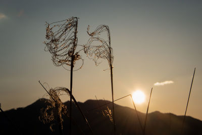 Close-up of silhouette plant on field against sky during sunset