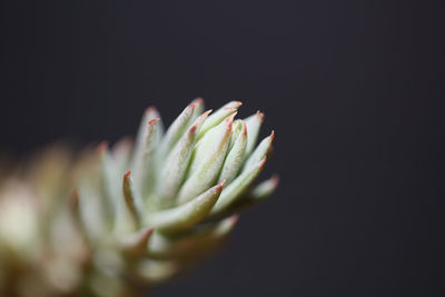 Close-up of succulent plant against black background