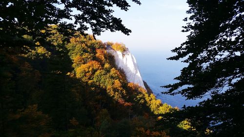 Scenic view of forest against sky during autumn