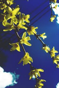 Close-up of yellow flowers on tree