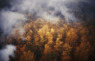 Trees in forest