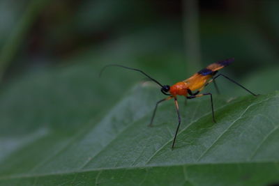 Close-up of insect