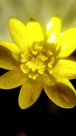 Close-up of yellow flower