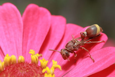 Close-up of insect pollinating on pink flower