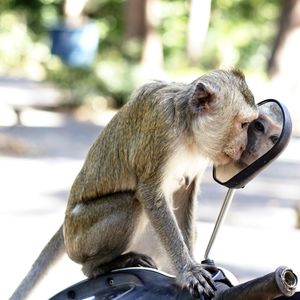 Close-up of monkey looking at side-view mirror while sitting on motor scooter