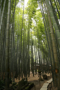 Low angle view of bamboo trees