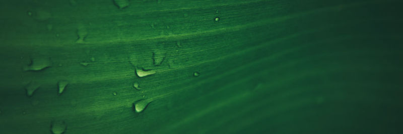 Full frame shot of green leaves