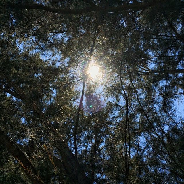 LOW ANGLE VIEW OF SUN SHINING THROUGH TREES IN SKY