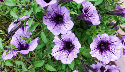 Close-up of purple flowering plants