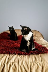 Close-up of cat sitting on bed at home