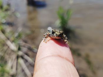 Close-up of hand holding little frog.