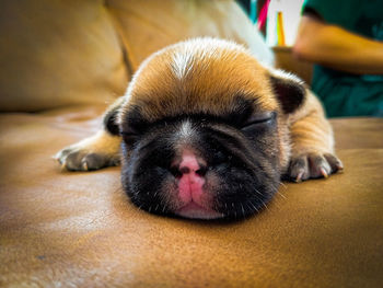 Close-up of a dog sleeping