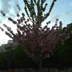 Low angle view of trees against sky