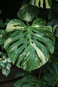 Close-up of variegated monstera deliciosa plant leaves